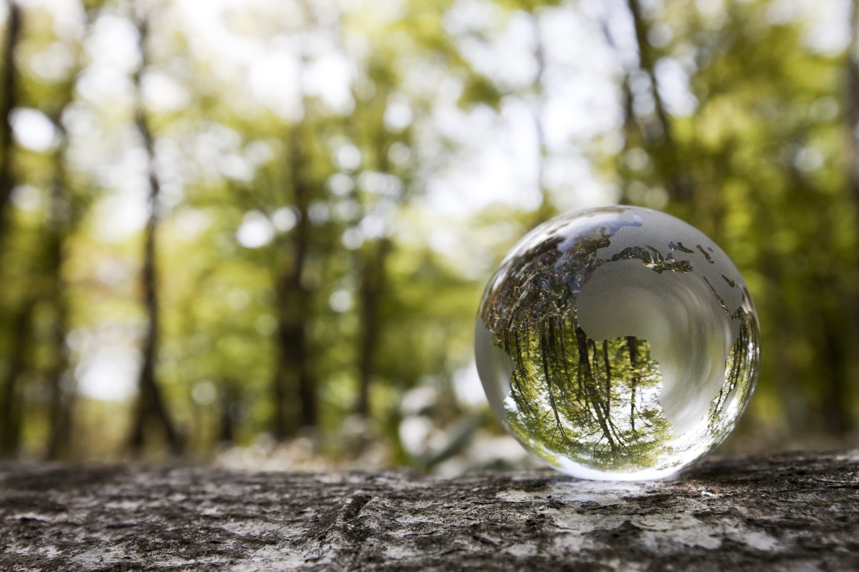 A glass sphere reflecting trees and greenery in a forest setting.