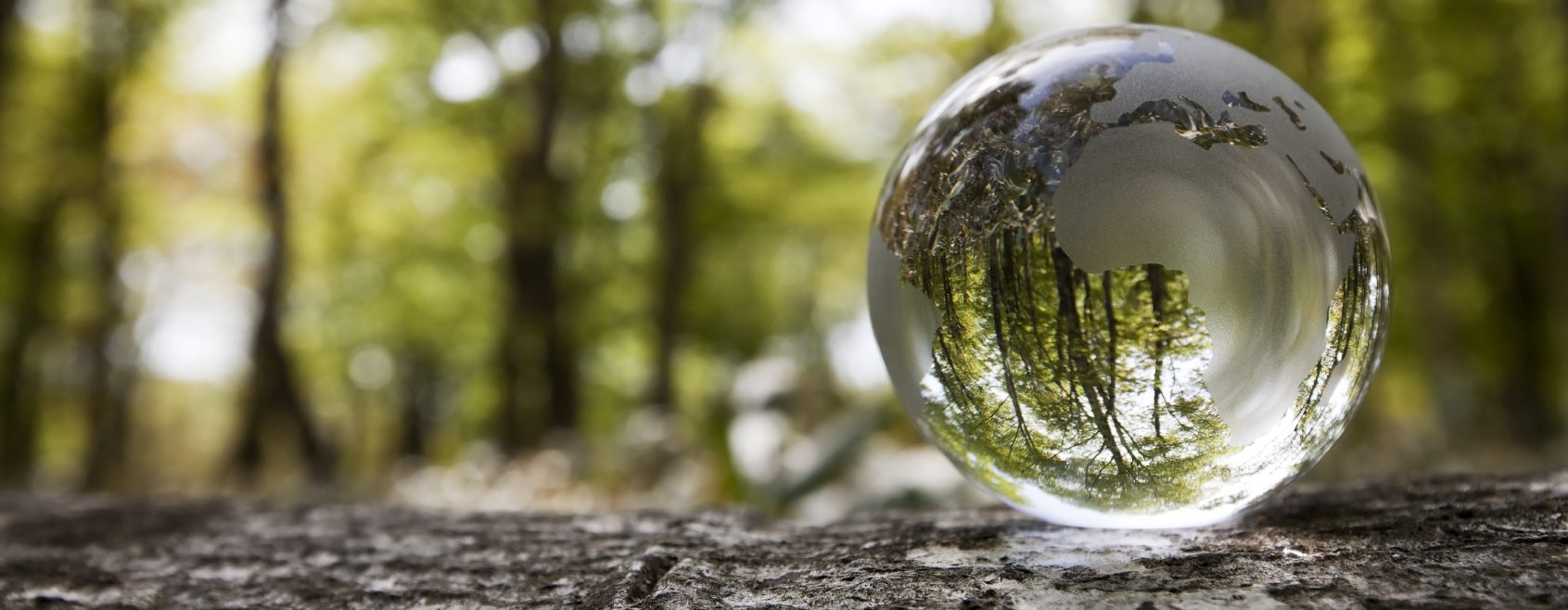 Lifes reflections A glass sphere reflecting trees and greenery in a forest setting.