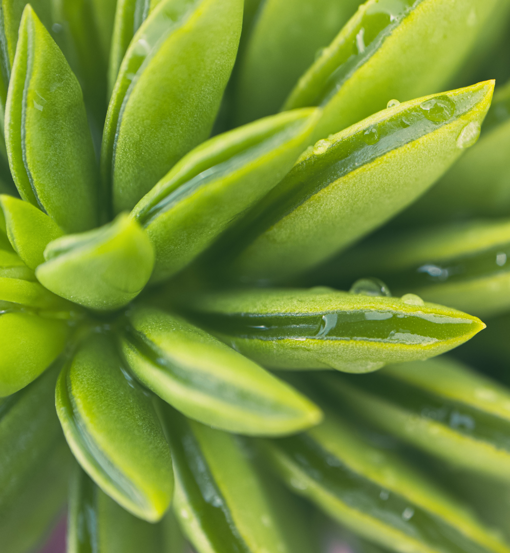 Close-up of vibrant green succulent leaves with dewdrops.