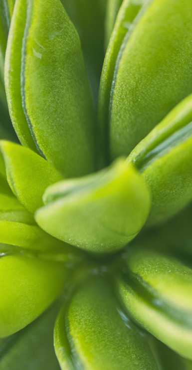 Fresh clarity Close-up of vibrant green succulent leaves with dewdrops.