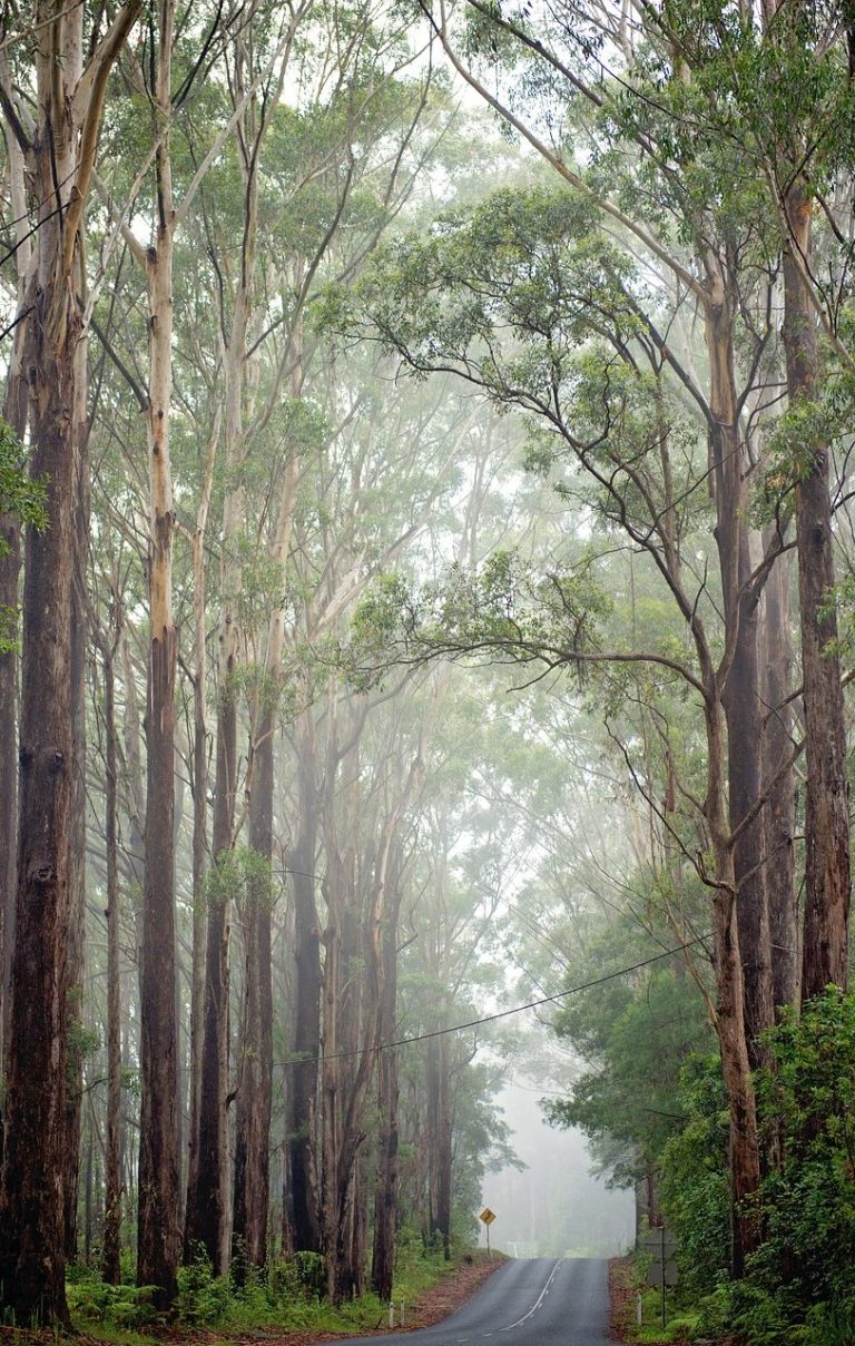 The journey A foggy road lined with tall trees, creating a serene and quiet atmosphere.